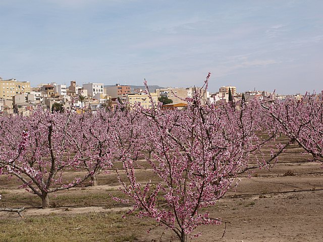 Floracin de Cieza -  El Caico - 22